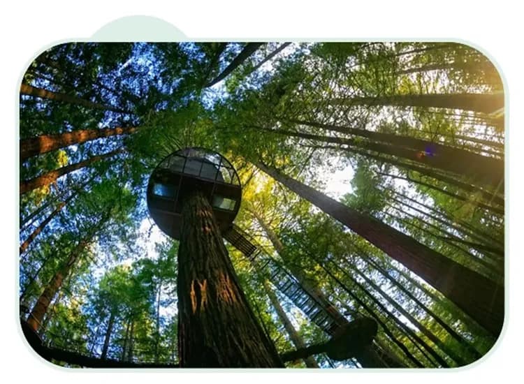 紅木森林天空步道
