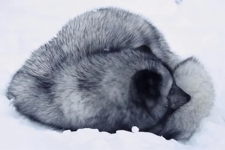 極地野生動物園Polar Park-極地野生動物園