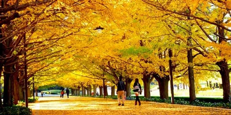 昭和紀念公園(賞銀杏、紅葉)