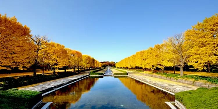 昭和紀念公園(賞銀杏、紅葉)