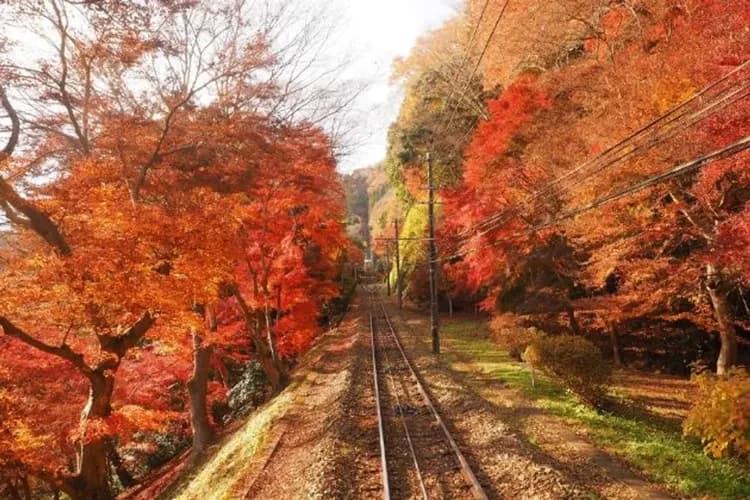 高尾山賞楓體驗（搭乘纜車或吊椅）