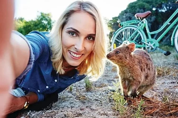 羅特尼斯島(短尾矮袋鼠)