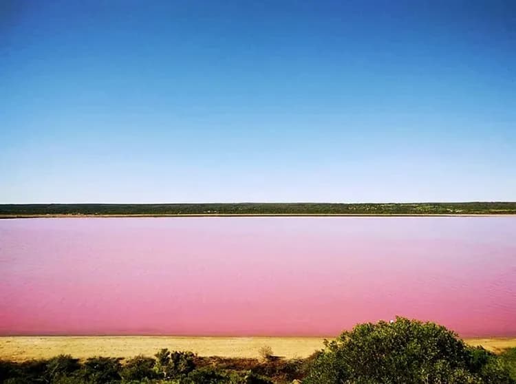 西澳伯斯遇見愛～羅特尼斯島、粉紅湖波浪岩、滑沙酒莊品酒、凱文森動物園八日-13