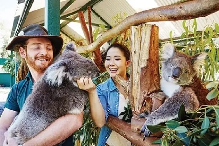 西澳伯斯遇見愛～羅特尼斯島、粉紅湖波浪岩、滑沙酒莊品酒、凱文森動物園八日-7