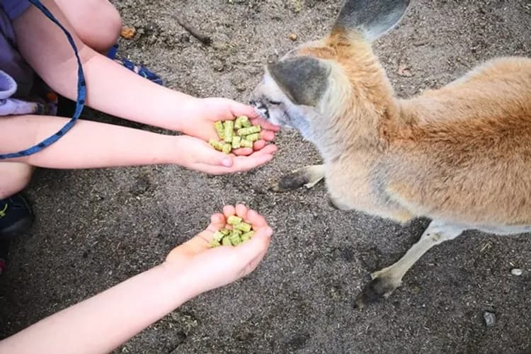 凱文森野生動物園