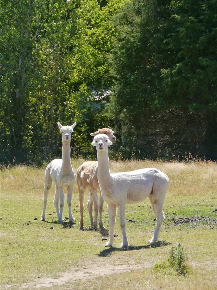 澳洲旅遊｜《小孩不佔床扣一萬》黃金海岸三樂園·親牽羊駝·牛仔很忙曠野馴馬秀·俯瞰絕美海岸線·擁抱無尾熊·超嗨放電黃金7日-10