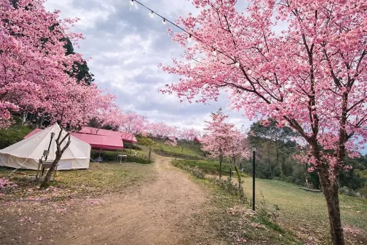 示意圖 : 櫻花祭開花期依實際現場為準