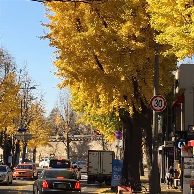 首爾早去晚回｜四晚市區飯店．景福宮韓服體驗．祕訪青瓦臺．人工浮島夜景．鐵道自行車．日月樹木園(一站購物彩妝)五日｜高雄