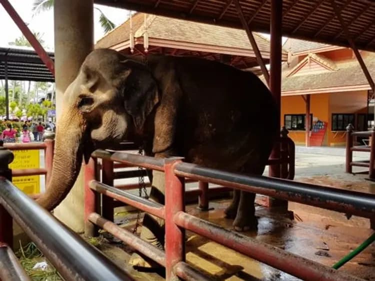 東芭樂園(遊園車、民俗文化表演)