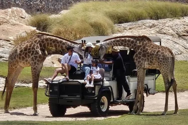 華欣動物園(長頸鹿美拍+騎大象+動物表演)