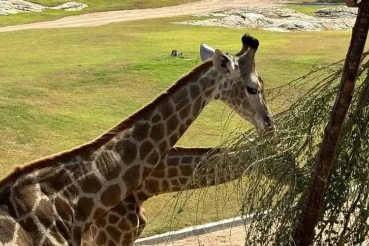 KHH泰愛華欣曼谷～華欣動物園、安帕瓦府漫遊、湄南河夜遊船、水上漂浮咖啡廳5＋1日-8