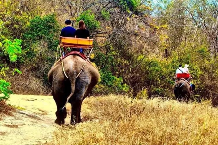 華欣動物園(長頸鹿美拍+騎大象+動物表演)