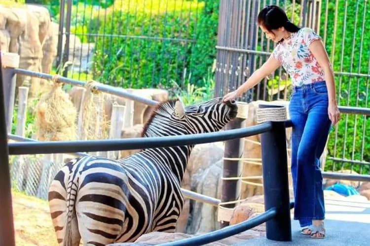 華欣動物園(長頸鹿美拍+騎大象+動物表演)