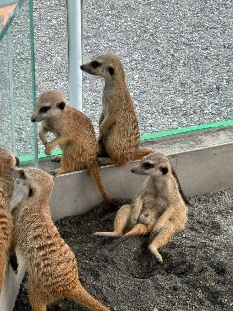 新月塢溫泉 Mikatsuki Tani｜獨家9折起！尖石溫泉、可愛動物區-18