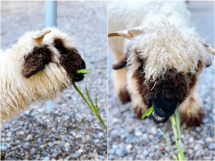 新月塢溫泉 Mikatsuki Tani｜獨家9折起！尖石溫泉、可愛動物區-17