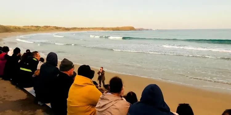 菲利浦島企鵝-神仙企鵝歸巢