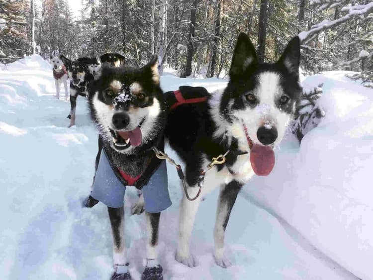 狗拉雪橇-狗拉雪橇體驗