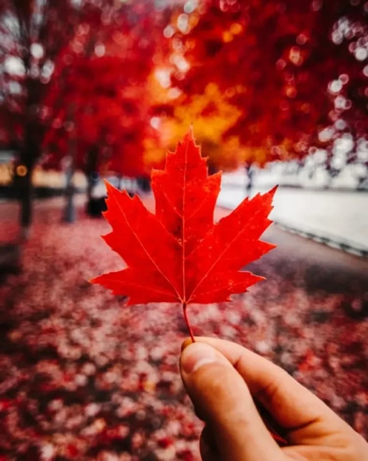 加拿大楓葉