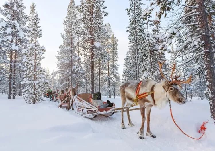 雄獅旅遊,北歐旅遊,芬蘭旅遊,馴鹿雪毳