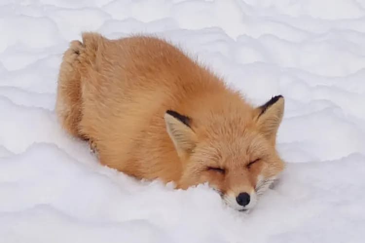 每月一物北海道旅遊｜冬季破冰船.屈斜路湖星空.札幌白色燈樹節.雪盆戲雪.狐狸牧場.旭山動物園.小樽漫遊.螃蟹溫泉五日-8