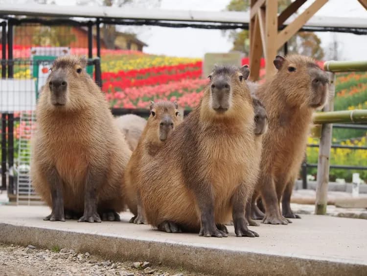 秒殺特惠｜關西三都｜無自費餐｜美山町合掌村.伊根舟屋遊船.天橋立纜車.酒香見學.有馬溫泉街.神戶港灣.森林花園五日-6