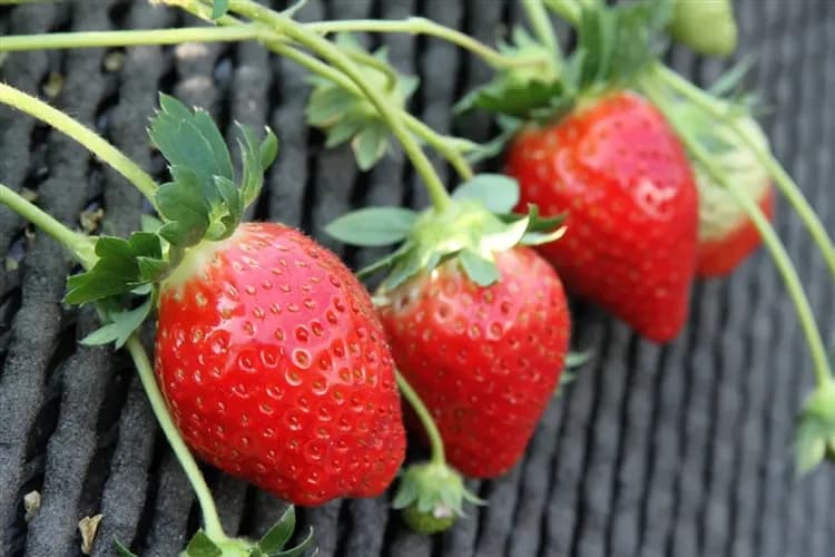 北陸旅遊｜台灣虎航｜新穗高纜車~雪壁迴廊.名花之里彩燈祭.兼六園.採草莓.螃蟹吃到飽六日｜名古屋萬怡｜高雄來回-10
