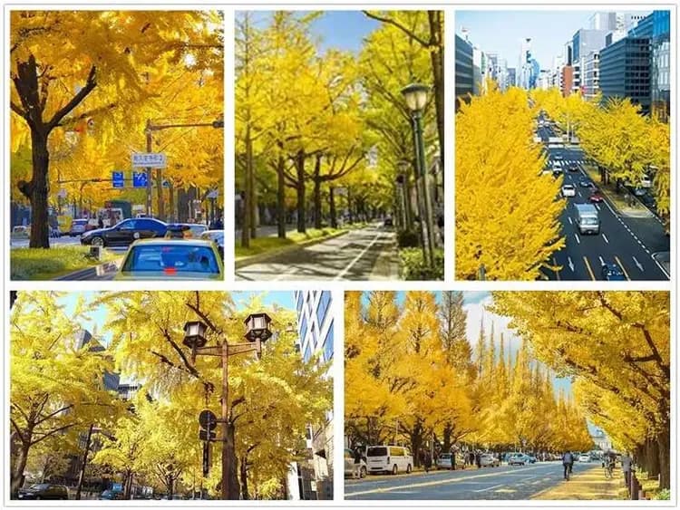 KHH關西深秋楓紅～箕面國家公園、京阪古都秘境、有馬溫泉老街、長腳蟹吃到飽五日-11