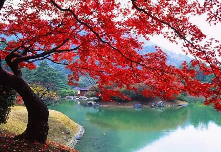 栗林公園(米其林景點)