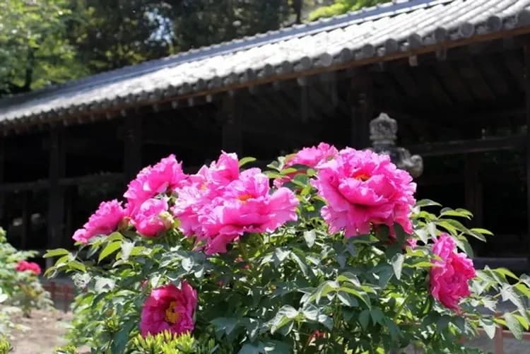 TXG高松山陰山陽～若櫻懷舊鐵道、島根神話之鄉、松江城屋型船、賞味溫泉美食六日-13