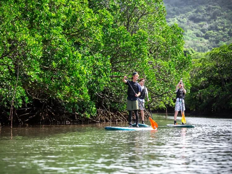 【紅樹林SUP／獨木舟體驗】探索石垣島自然秘境｜石垣島港出發-5