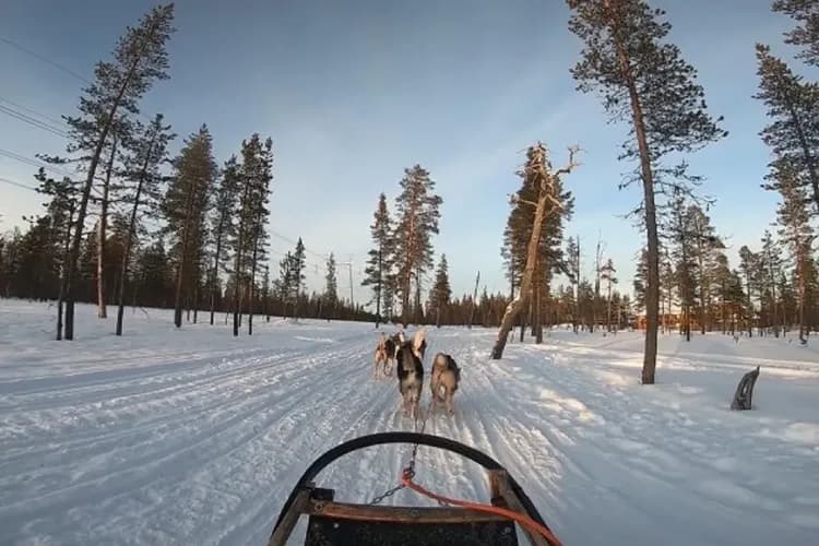 哈士奇雪橇體驗