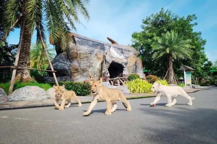樂愛曼芭～大城動物園、古都歐風咖啡廳、漫遊暹羅商圈、芭達雅海天盛宴五日-7