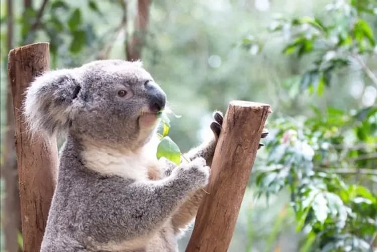 費瑟戴爾動物園