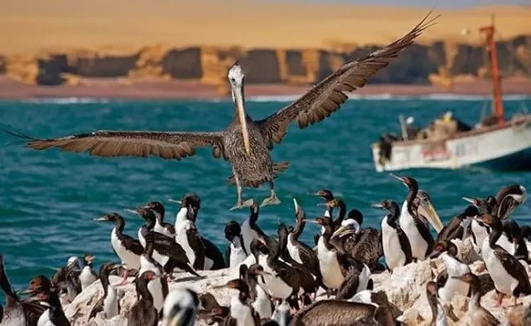 鳥島生態之旅-巴雷斯塔斯島(觀光遊艇、鳥島生態之旅)