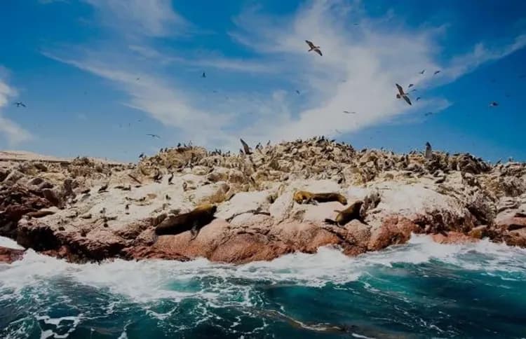 鳥島生態之旅-巴雷斯塔斯島(觀光遊艇、鳥島生態之旅)