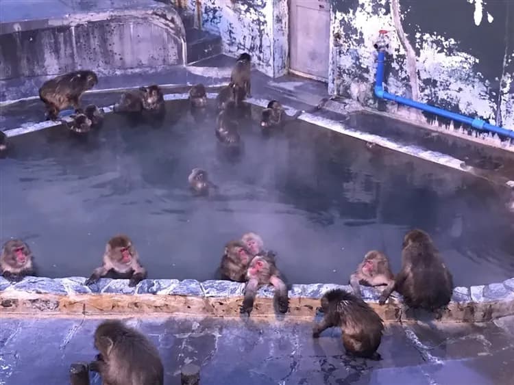 特選北海道旅遊｜冬季函館纜車.雪盆戲雪.冰釣公魚.猴子泡湯.企鵝遊行.五稜郭展望塔.小樽運河.溫泉美食五日