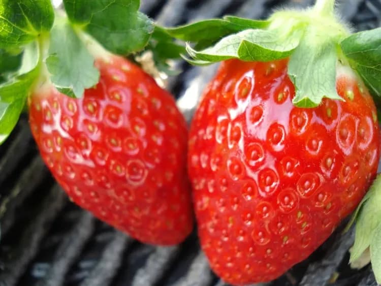 冬遊北陸～預購折2千｜保住名古屋萬怡.御在所纜車~樹冰.合掌村.兼六園.庄川遊船.草莓吃到飽.螃蟹&BBQ.戲雪溫泉五日-7