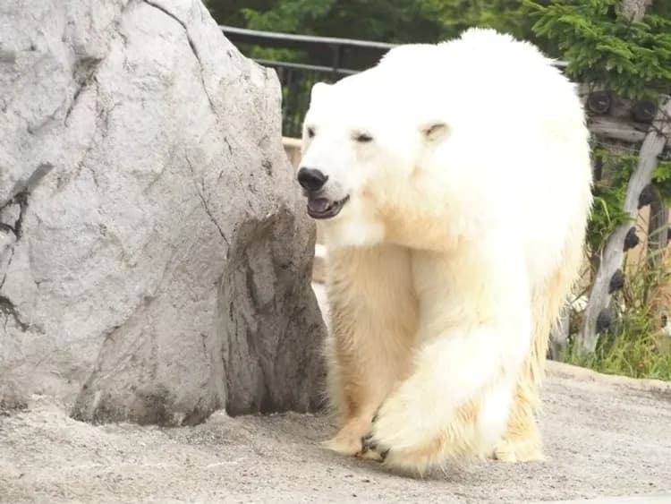 北海道冰紛樂～半日滑雪體驗、札幌白色燈節、旭山動物園、三大蟹溫泉香五日-6