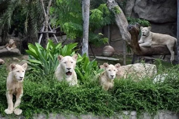 綠山動物園(含遊園車)