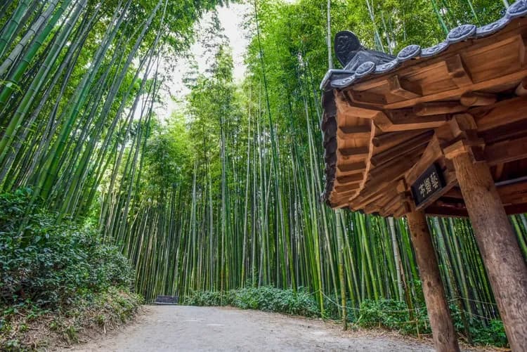 潭陽竹綠苑竹林