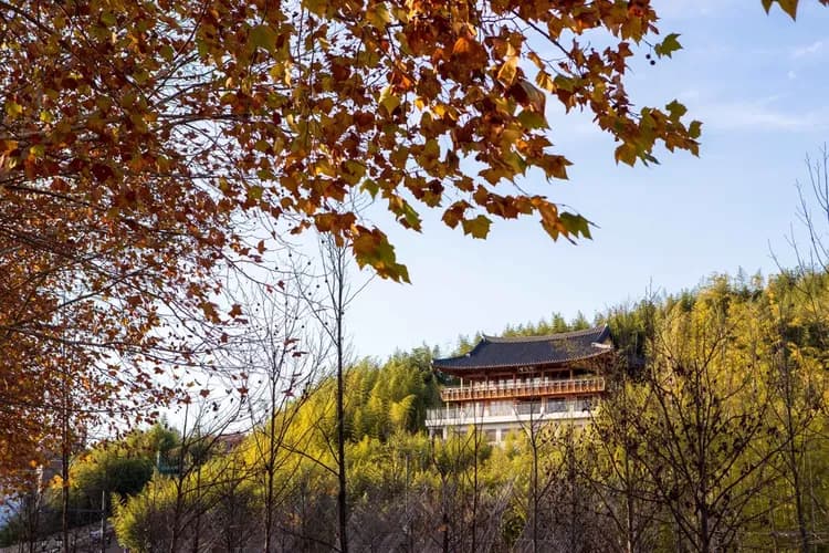 潭陽竹綠苑竹林