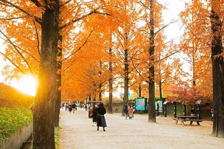 潭陽水杉林蔭大道