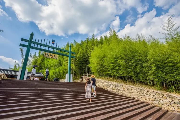 潭陽竹綠苑竹林