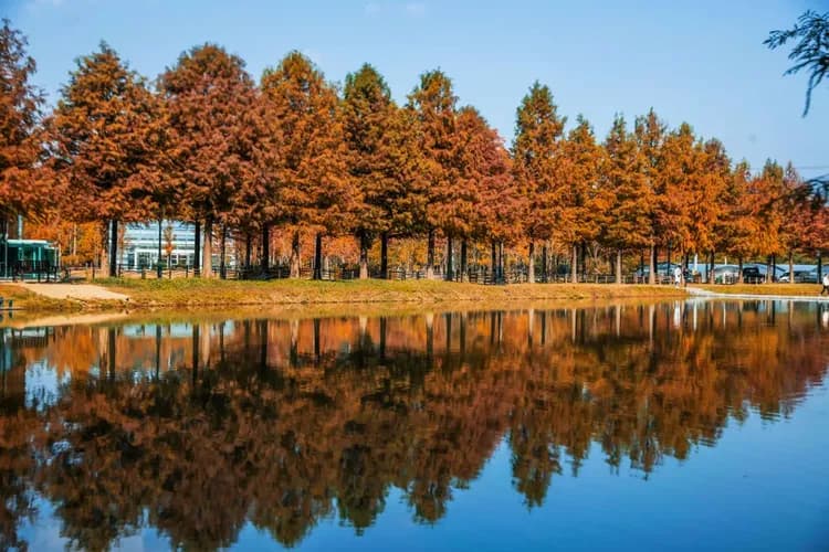 潭陽水杉林蔭大道