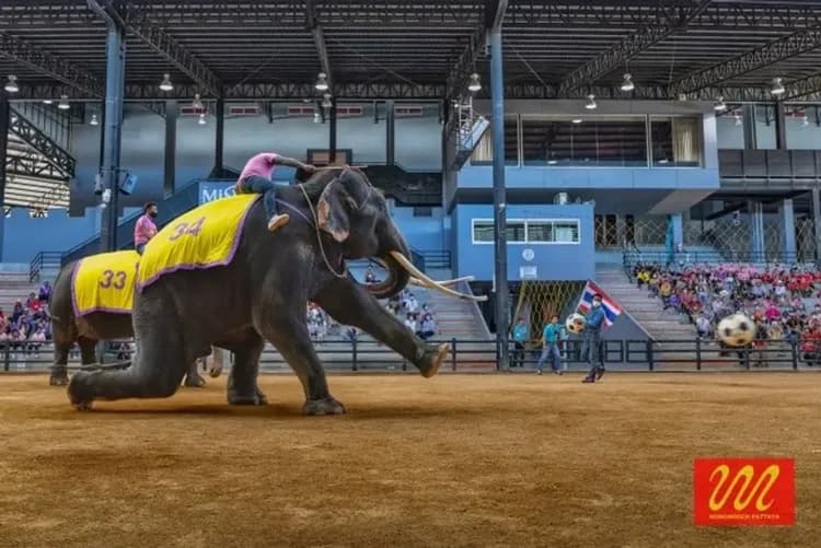 東芭樂園(遊園車、文化表演、大象表演)