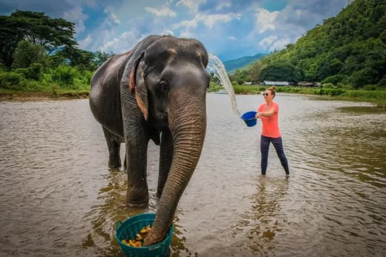 大象友善營(象伕體驗、洗大象、餵大象)