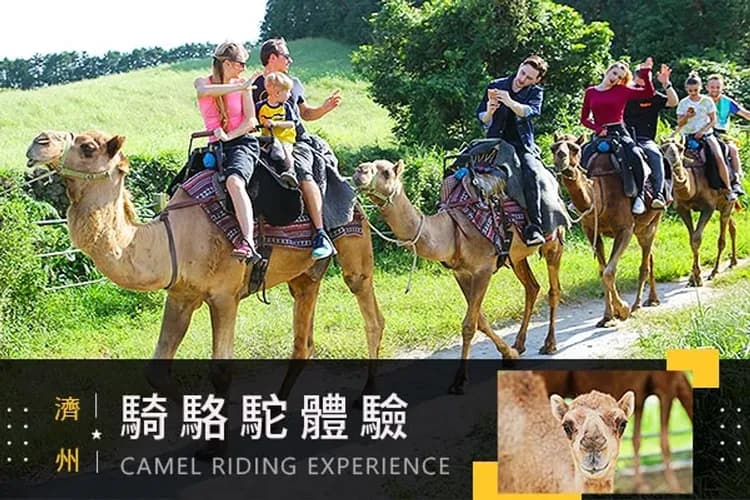騎駱駝體驗-騎駱駝體驗