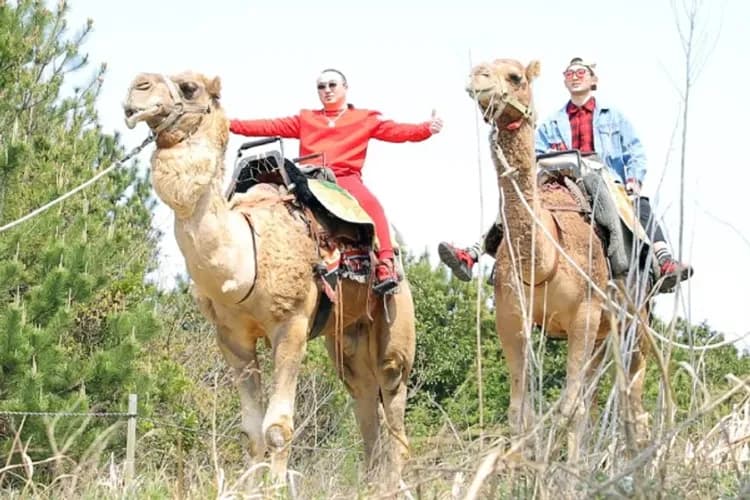 騎駱駝體驗-騎駱駝體驗