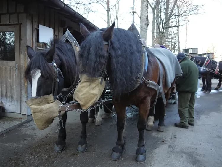 最高省1萬│經典德國捷克旅遊│布拉格城堡．新天鵝堡．童話古鎮．溫泉小鎮．二晚五星．米其林美食10日-20