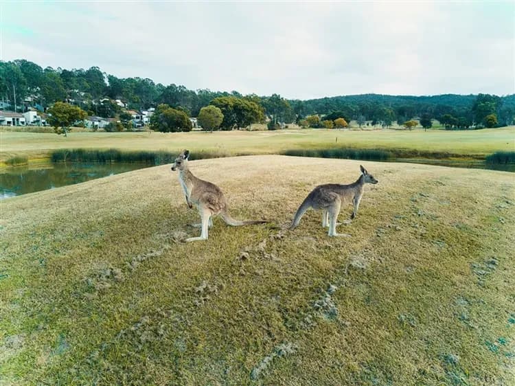 澳洲旅遊｜《每月一物》考拉奔度假山莊·海豚島·飛躍絕美海岸線·擁抱無尾熊·微醺酒莊·奇趣鴨海陸大遊船·黃金小資9日-7